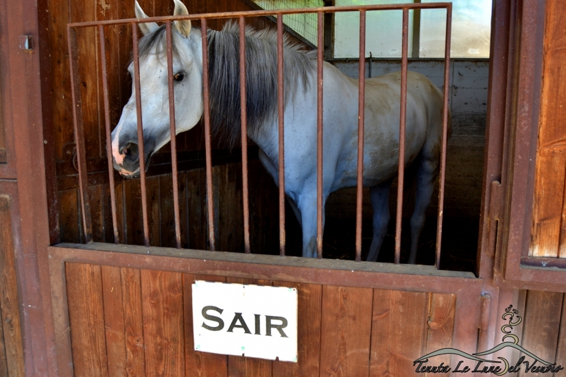 Cavallo
